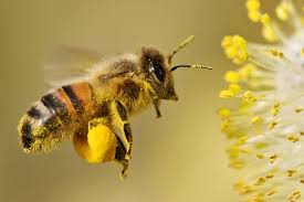 Bee Pollen